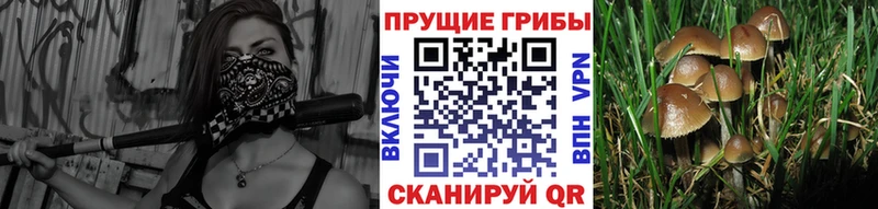 Псилоцибиновые грибы Cubensis  Томилино 